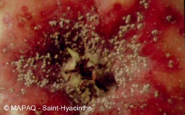 Cochenille ostriforme