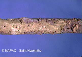 Scolyte des arbres fruitiers