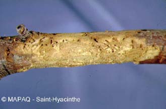 Scolyte des arbres fruitiers