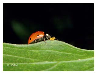 Coccinelle  sept points