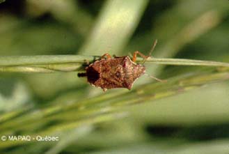 Punaises pentatomide prdatrice