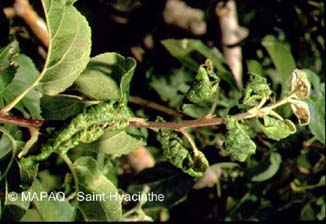 Puceron rose du pommier
