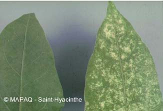 Ttranyque a deux points