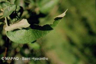 Tordeuse  bande oblique