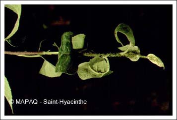 Puceron vert du pommier