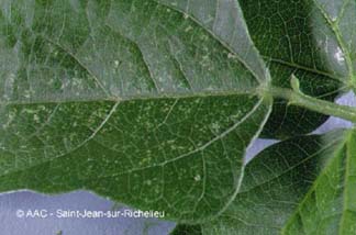 Cicadelle blanche du pommier