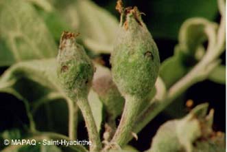 Charanon de la prune