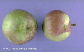 Puceron rose du pommier