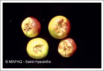 Tordeuse  bande oblique