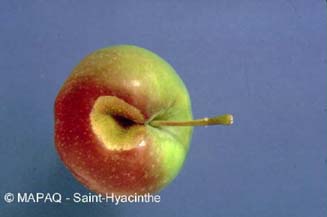 Noctuelle du fruit vert