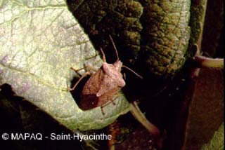 Punaises pentatomide prdatrice