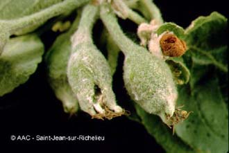 Tordeuse ple du pommier