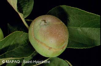 Hoplocampe des pommes