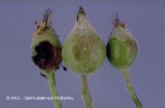 Tordeuse ple du pommier