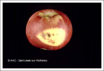 Pique-bouton du pommier