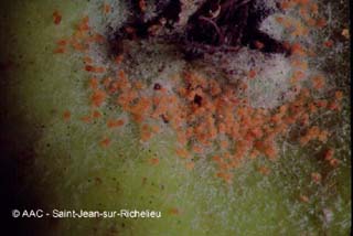 Ttranyque a deux points