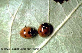 Coccinelle  sept points