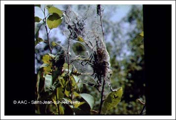 Chenille  tente estivale