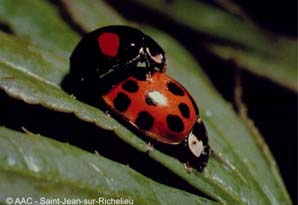 Coccinelle asiatique