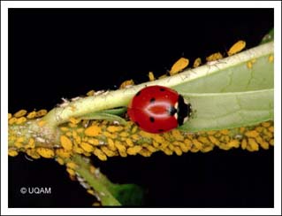 Coccinelle  sept points