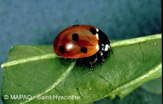 Coccinelle  sept points