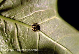 Cocinelle  quatorze points