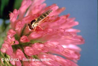 Syrphide