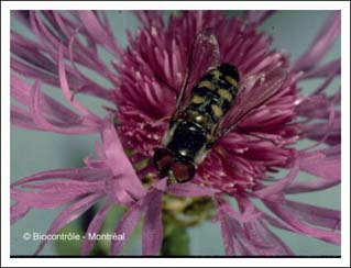 Syrphide