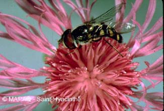 Syrphide
