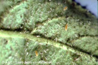 Chrysopes, ccydomyie, pucerons