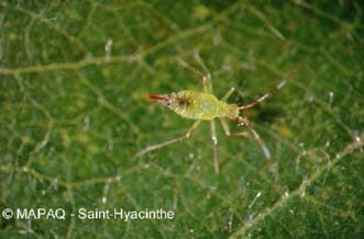 Punaise miride prdatrices