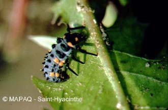 Coccinelle  sept points