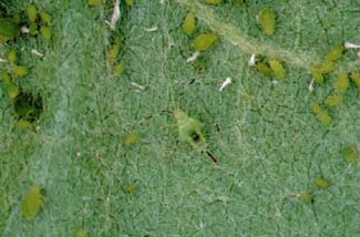 Punaise miride prdatrices