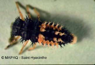 Coccinelle asiatique