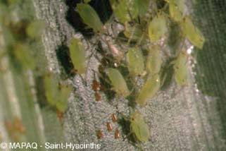 Ccidomie, pucerons