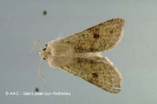 Noctuelle du fruit vert