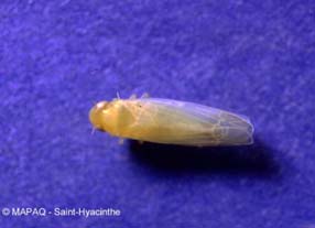Cicadelle blanche du pommier