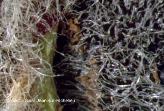 riophyide du pommier