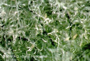 riophyide du pommier