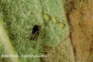 Puceron des gramines