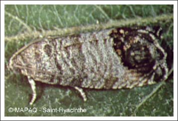 Carpocapse de la pomme