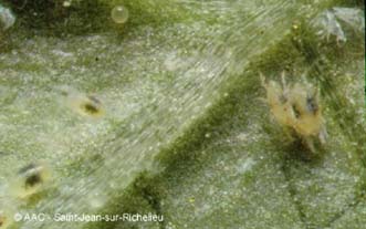 Ttranyque a deux points