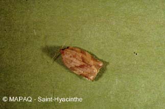 Tordeuse  bande oblique