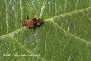 Punaise de la pomme