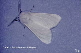 Chenille  tente estivale