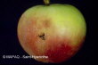 Mouche de la pomme