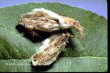Gupe parasitode
