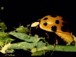 Coccinelle asiatique