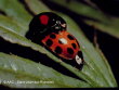 Coccinelle asiatique