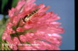 Syrphide